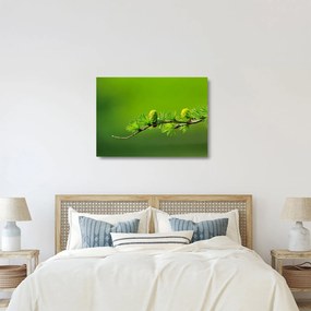 Tablou pe sticlă con verde (70x50 cm)