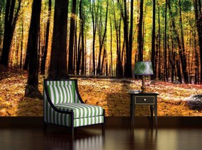 Fototapet - Păduri (152,5x104 cm)