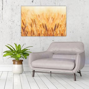 Tablou - câmp cu grâne (90x60 cm)