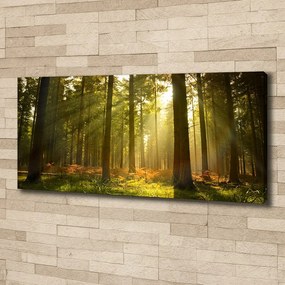 Tablou canvas Pădurea în soare