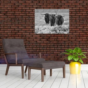 Tablou - Vaci scoțiene (70x50 cm)