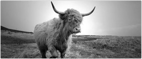 Tablou - Vacă scoțiană,alb-negru (120x50 cm)