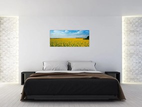 Tablou - câmp cu floarea soarelui (120x50 cm)