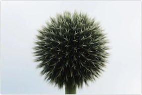 Tablou - Sfere de flori (90x60 cm)