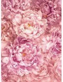 Fototapet bujori roz suavi Vlies