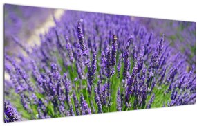Tablou - lavanda (120x50 cm)