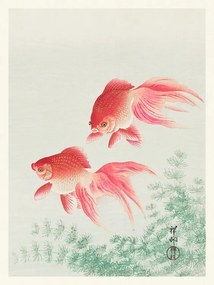 Reproducere Two Veil Goldfish, Ohara Koson