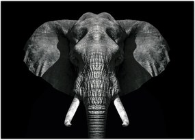 Tablou - Elefant pe fundal negru (70x50 cm)
