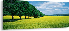 Tablou - Câmp cu alei (120x50 cm)
