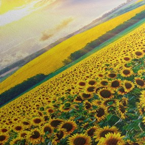 Tablou - Câmp cu floarea soarelui (150x105 cm)