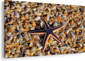 Tablou cu stea de mare (90x60 cm)