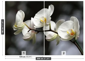 Fototapet White Orchid