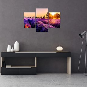 Tablou cu câmp de lavanda (90x60 cm)