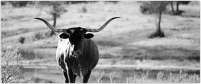 Tablou - Vacă,alb-negru (120x50 cm)