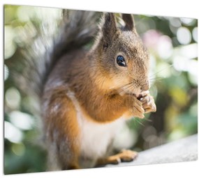 Tablou cu veverița (70x50 cm)