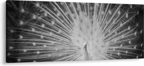 Tablou - Păun alb (120x50 cm)