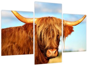 Tablou - Vacă scoțiană (90x60 cm)