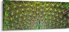 Tablou - Peacock (120x50 cm)