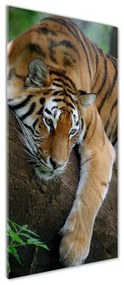 Tablou pe sticlă acrilică Tiger pe un copac