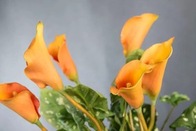 Aranjament floral design LUX ALFEO CALLA TRIS portocaliu