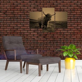 Tablou - Vacă scoțiană pe fugă (90x60 cm)