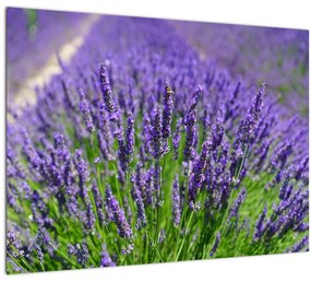 Tablou pe sticlă - lavanda (70x50 cm)