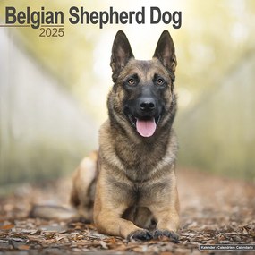 Calendar 2025 Belgian Shepherd Dog