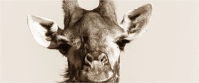 Tablou - Portret de girafă, de epocă (120x50 cm)