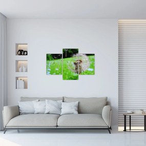 Tablou cu păpădie (90x60 cm)