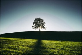 Tablou cu natura - copac (90x60 cm)