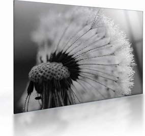Tablou pe sticlă cu păpădie - albnegru (70x50 cm)