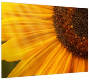 Tablou pe sticlă - Floarea-soarelui (70x50 cm)