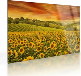 Tablou pe sticlă - Câmp de floarea-soarelui (70x50 cm)