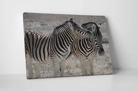 Tablou canvas : Familie de zebre