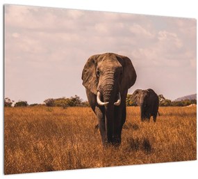 Tablou - Venirea elefantului (70x50 cm), în 40 de alte dimensiuni noi