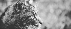 Tablou - Pisica (120x50 cm)