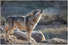 Tablou - Lupul urlător (90x60 cm)