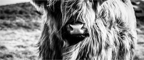 Tablou - Highland - vacă scoțiană (120x50 cm)