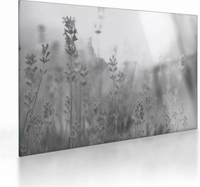 Tablou pe sticlă - Lavanda (70x50 cm)