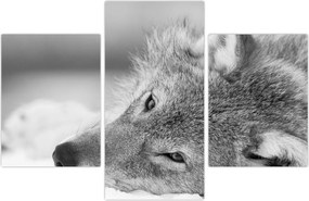 Tablou - Lup,alb-negru (90x60 cm)