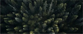 Tablou - Pădure (120x50 cm)