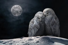 Fotografie MoonOwls, Marcel Egger