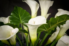 Aranjament floral mediu design LUX FAZZOLETTO CALLA