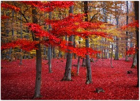 Tablou - Pădurea roșie (70x50 cm)