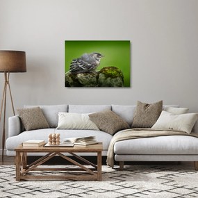 Tablou pe sticlă - Muscarul (70x50 cm)