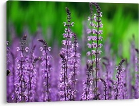 Tablou cu flori de luncă violete (70x50 cm)