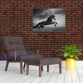 Tablou - Cal alb și negru (70x50 cm)