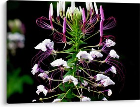 Tablou cu floare (70x50 cm)