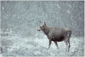 Tablou - Elan într-o pădure înzăpezită (90x60 cm)