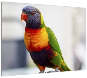 Tablou cu papagal (70x50 cm)